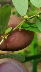 Phyllanthus caroliniensis