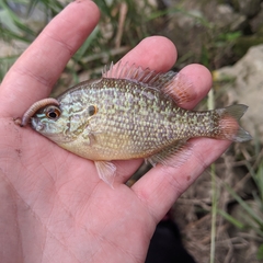 Lepomis peltastes