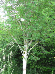 Sorbus sitchensis sitchensis