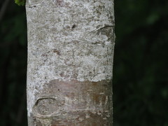 Sorbus sitchensis sitchensis