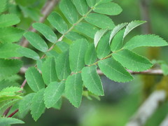 Sorbus sitchensis sitchensis