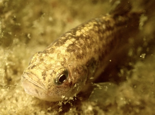 Desert Pupfish