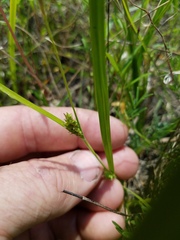 Carex microdonta
