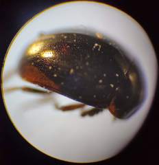 Anisotoma orbicularis