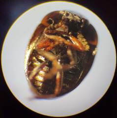 Anisotoma orbicularis