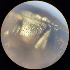 Anisotoma orbicularis