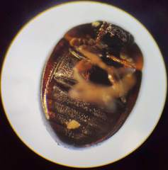 Anisotoma orbicularis