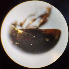 Anisotoma orbicularis