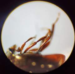 Anisotoma orbicularis