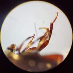 Anisotoma orbicularis