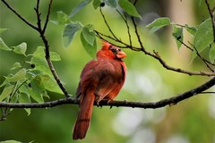 Cardinalis cardinalis