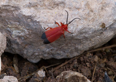 Lycus sanguineus