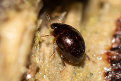 Anisotoma orbicularis