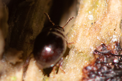 Anisotoma orbicularis