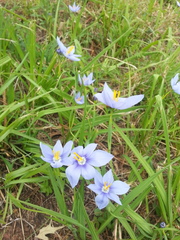 Nemastylis geminiflora