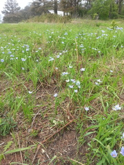 Nemastylis geminiflora
