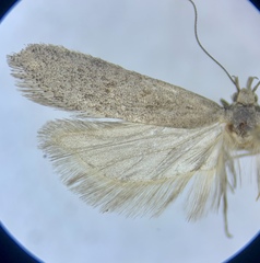Filatima