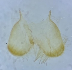 Filatima