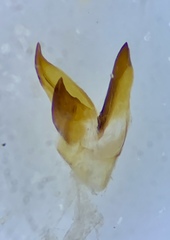 Filatima