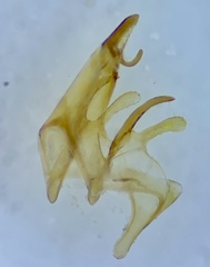 Filatima