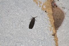 Lycomorpha splendens