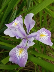 Iris tenax