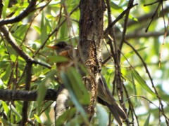 Turdus rufopalliatus