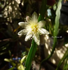 Pfeiffera boliviana