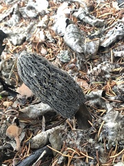 Morchella tomentosa