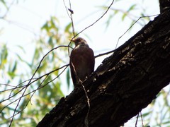 Turdus rufopalliatus