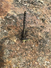 Phanogomphus lividus
