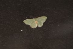 Chloropteryx