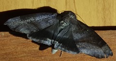 Bastilla hamatilis