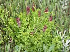 Amorpha nana