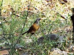 Turdus rufopalliatus
