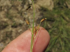 Rhynchospora rariflora