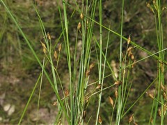 Rhynchospora rariflora