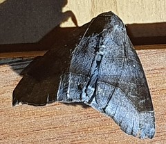Bastilla hamatilis