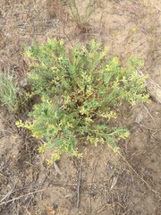 Astragalus lentiginosus salinus