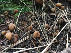 Cudonia monticola