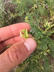 Astragalus lentiginosus salinus