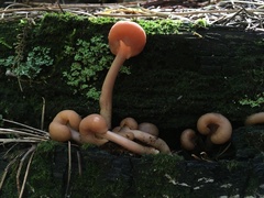 Cudonia monticola