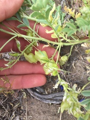 Astragalus lentiginosus salinus