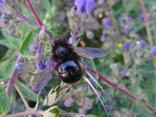 Horse-fly Carpenter Bee photo 4