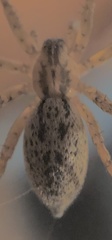 Agelenidae