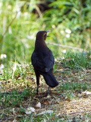 Quiscalus mexicanus