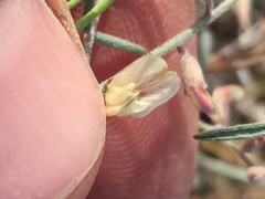 Astragalus solitarius