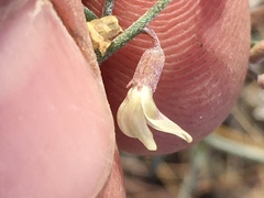 Astragalus solitarius
