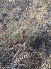 Astragalus solitarius