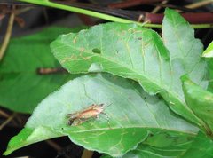 Orthopagus splendens